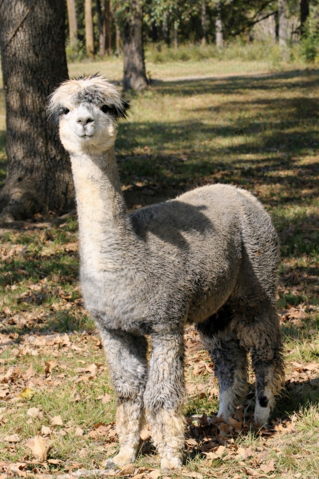 Trudy the female alpaca