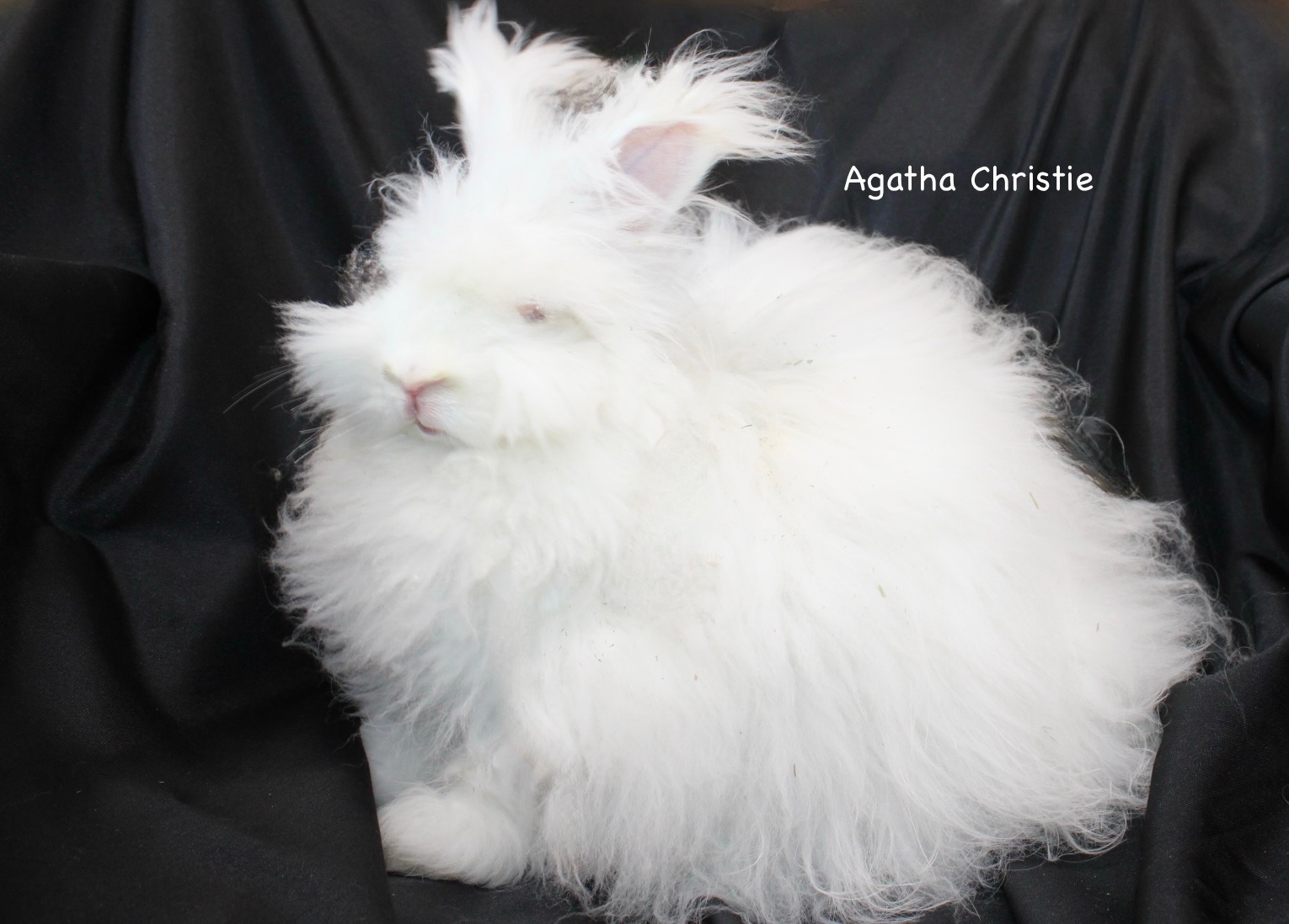 Agatha Christie the red-eyed white English Angora doe