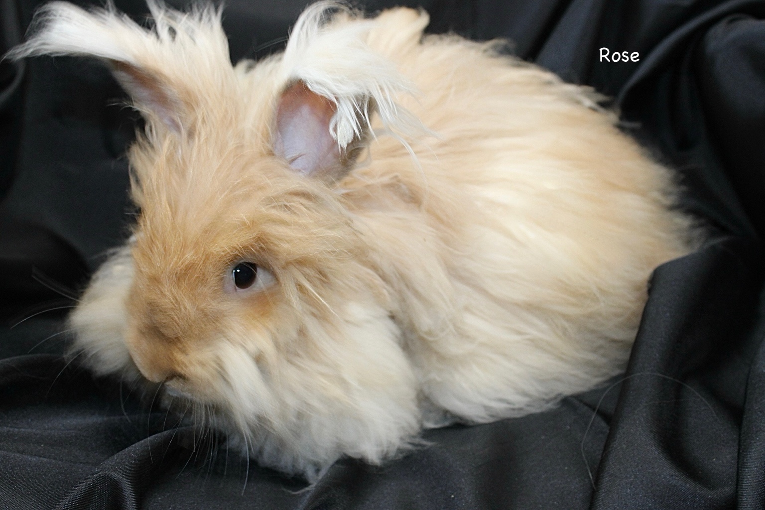 Rose the fawn English Angora doe