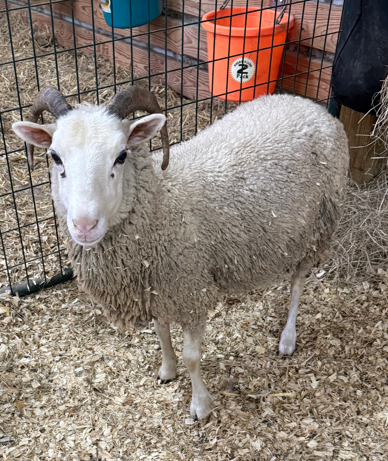 Wilma the Gulf Coast Native sheep